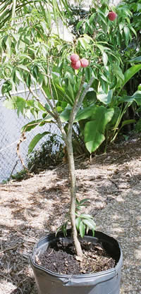 Emperor Lychee Tree